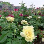 黄色月季花