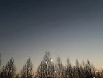 夜晚树枝