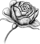 花朵素描