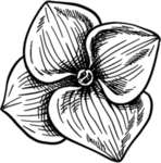 花朵素描