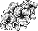 花朵素描