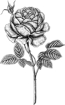 花朵素描