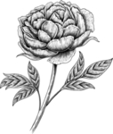 花朵素描