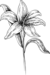 花蕊素描