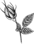 花苞素描图片