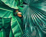 高清植物背景