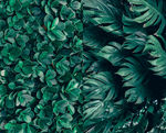 高清植物背景