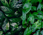 高清植物背景