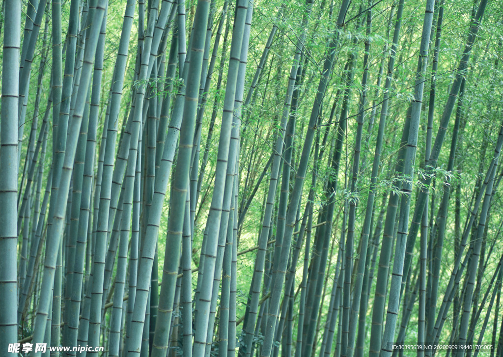 风景