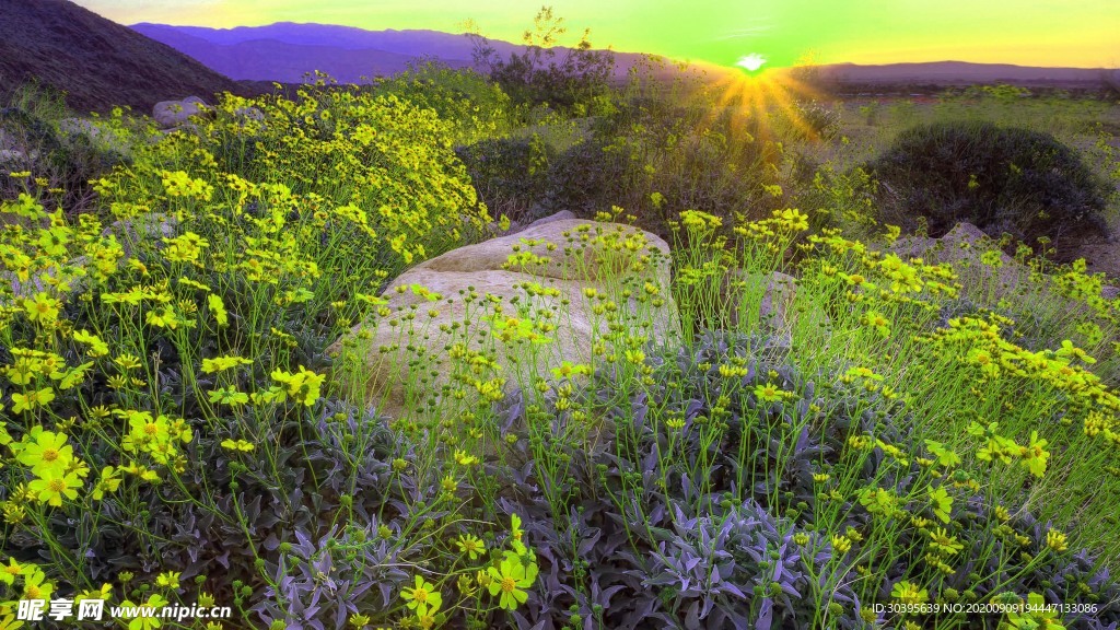 风景
