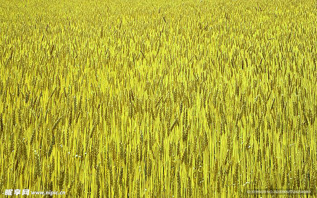 风景