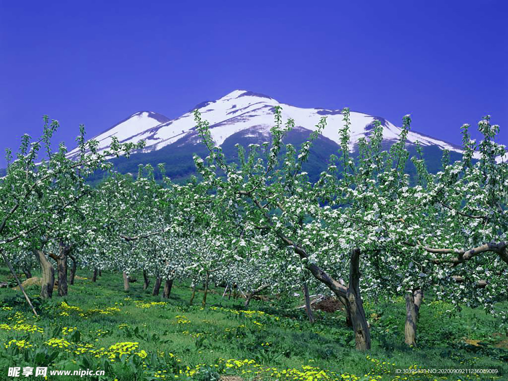 风景