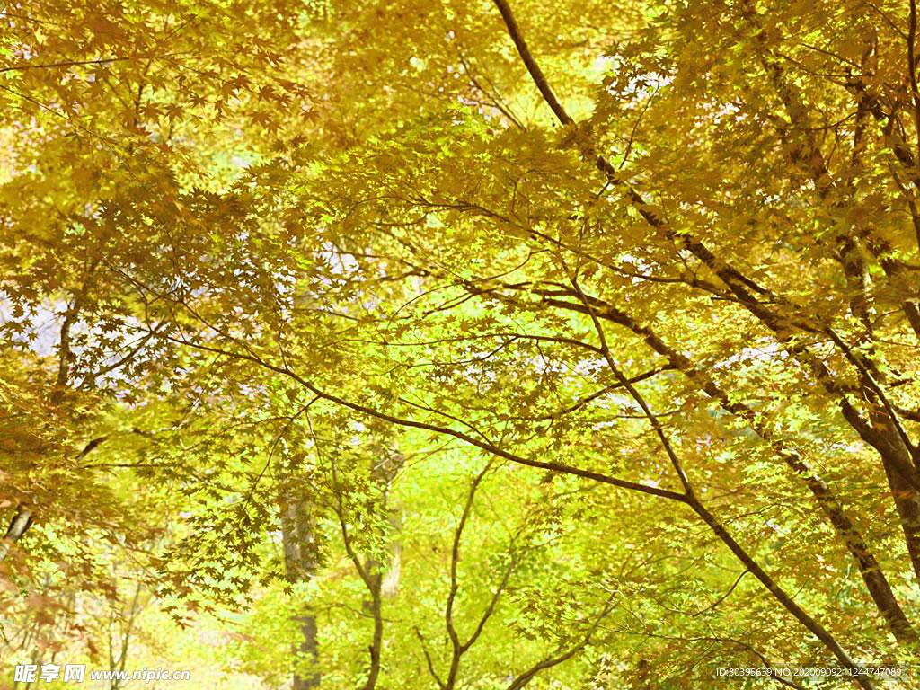 风景
