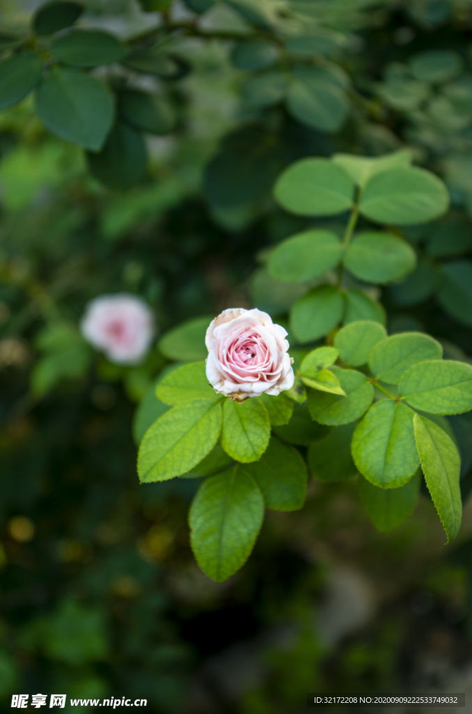 高清杜鹃 牡丹花草树木植物绿叶