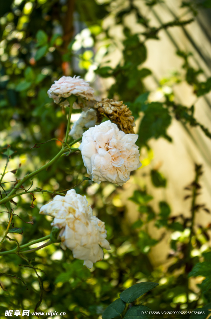 绿花光影杜鹃牡丹家庭植物