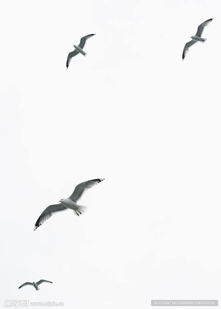 飞翔海鸥海鸟图片