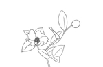 茶花