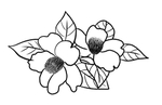 茶花