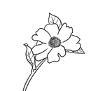 茶花