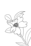 茶花