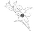 茶花