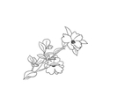 茶花