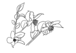 茶花