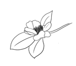 茶花