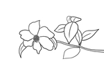 茶花