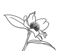 茶花