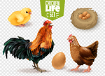 母鸡孵化小鸡