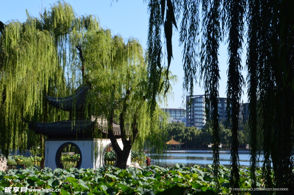 荷塘风景