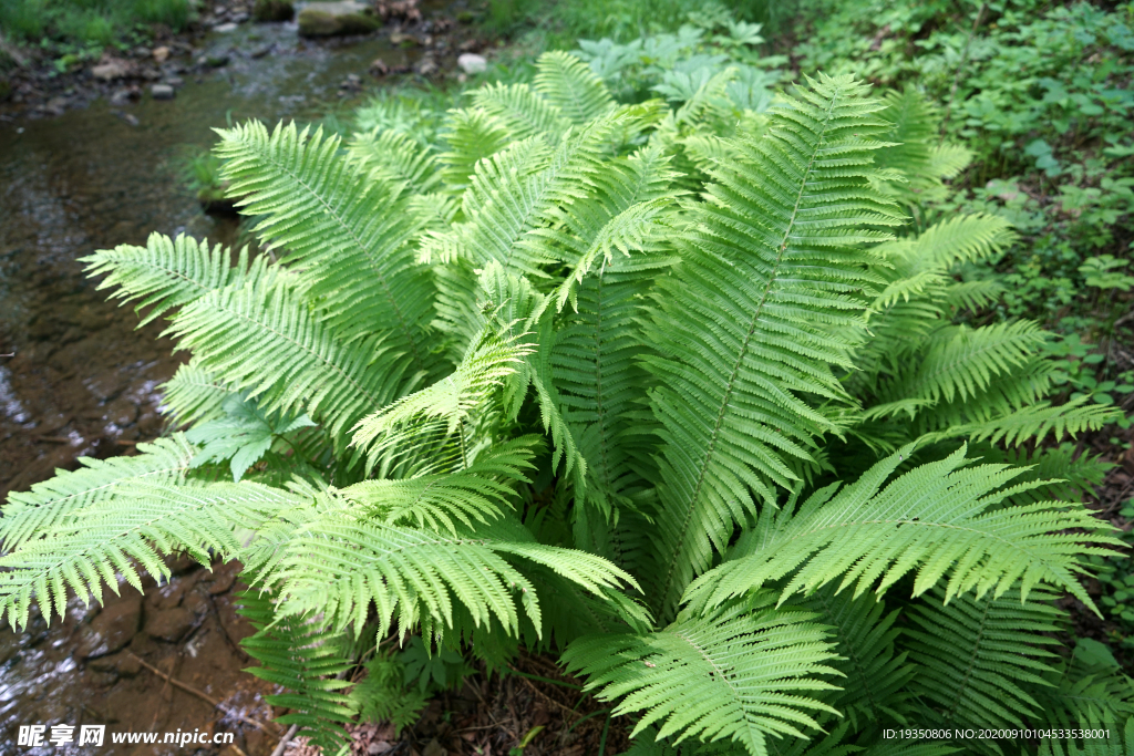 蕨类植物的绿色枝叶