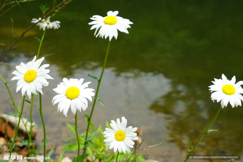 水边的大滨菊花丛花朵