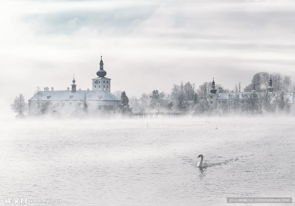 梦幻天鹅背景