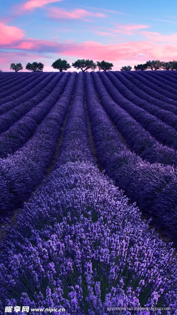 薰衣草