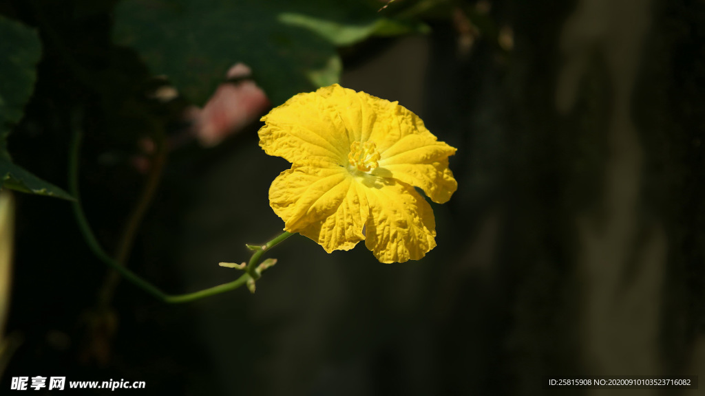丝瓜花