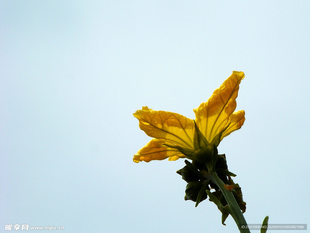 丝瓜花