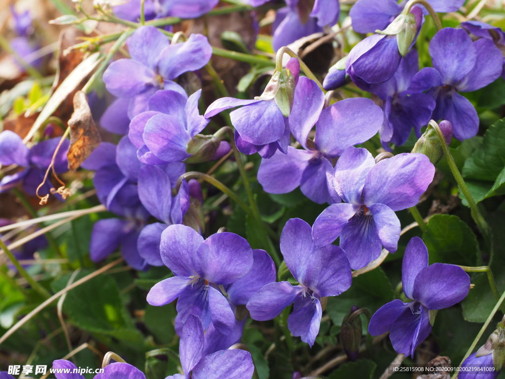 丁香花