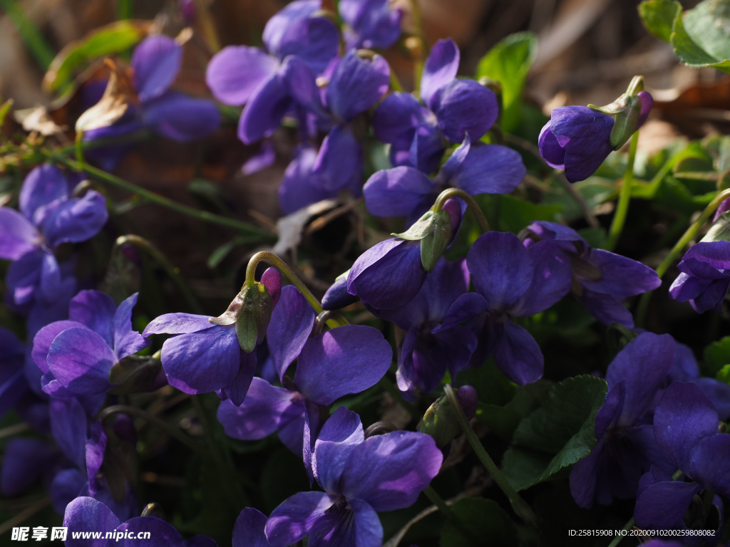 丁香花