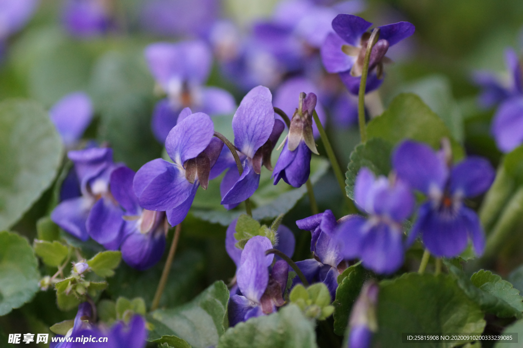 丁香花