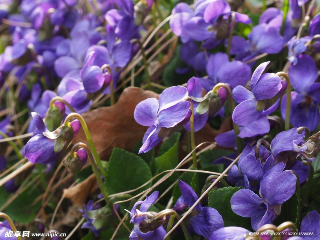 丁香花