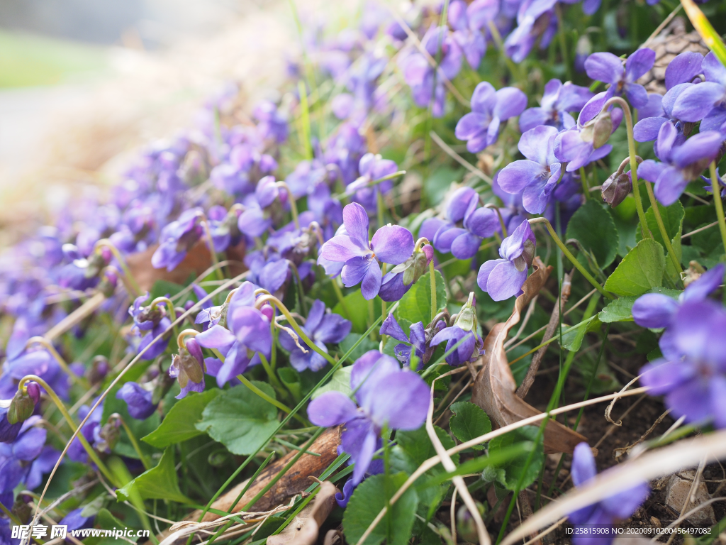 丁香花