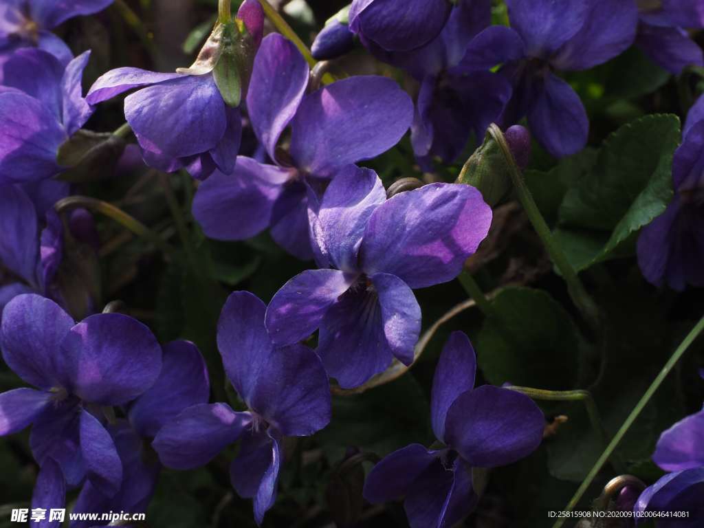 丁香花