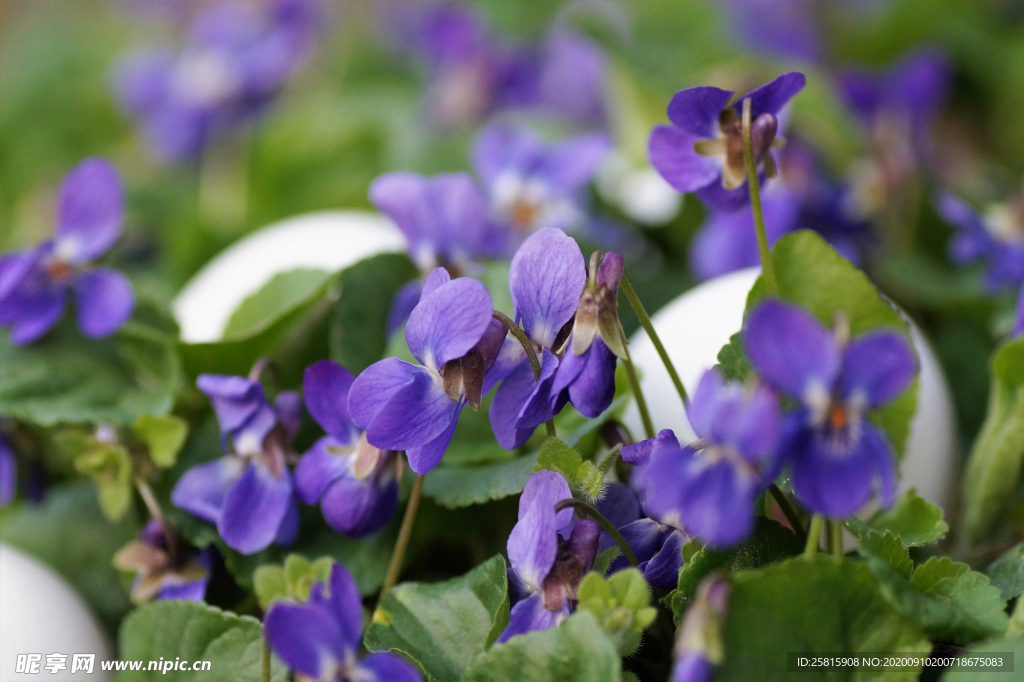 丁香花