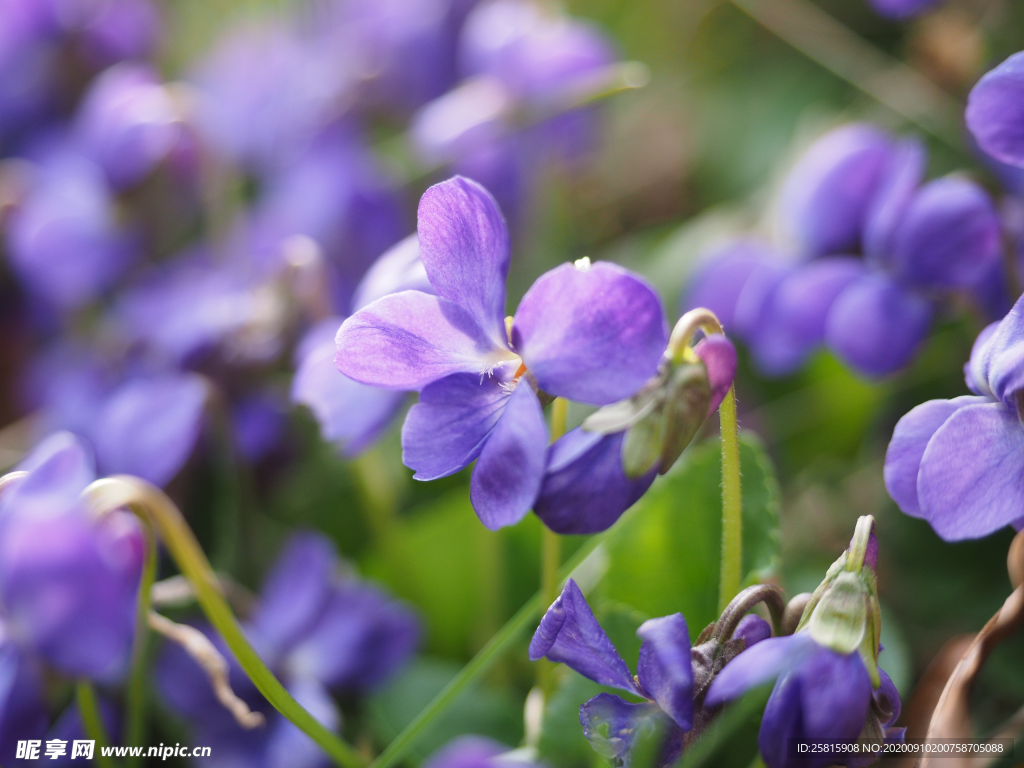 丁香花