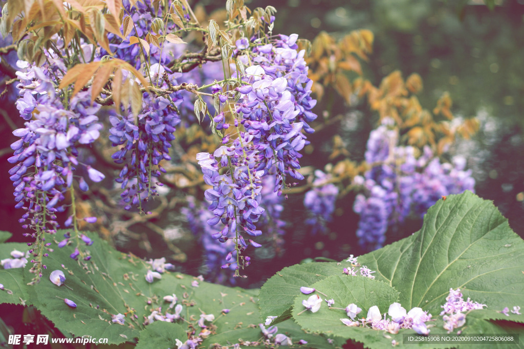 丁香花