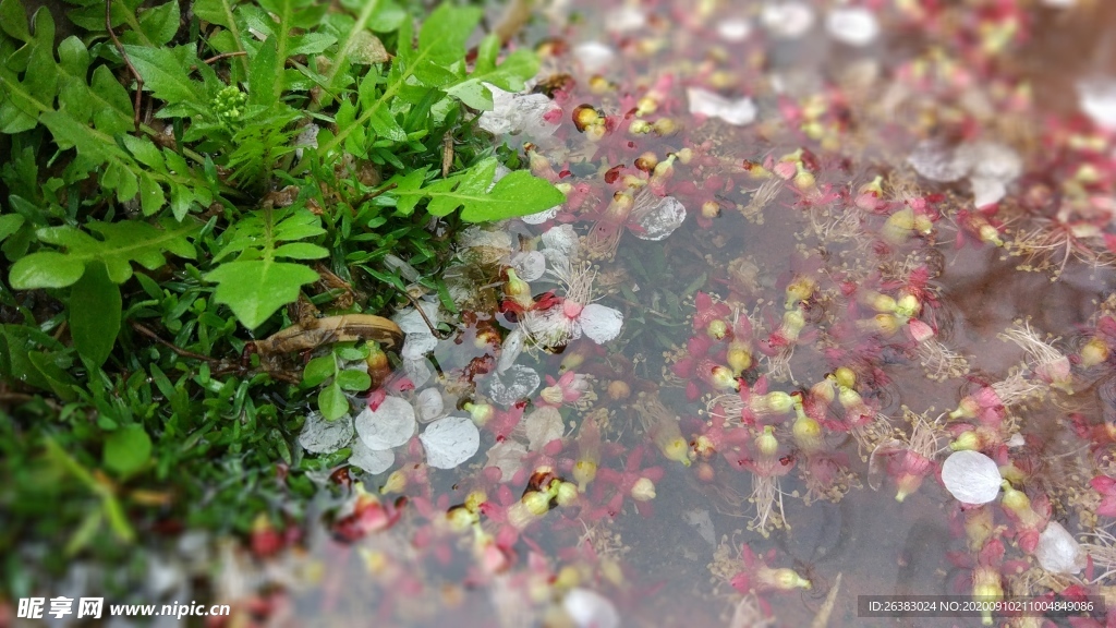 落花入水