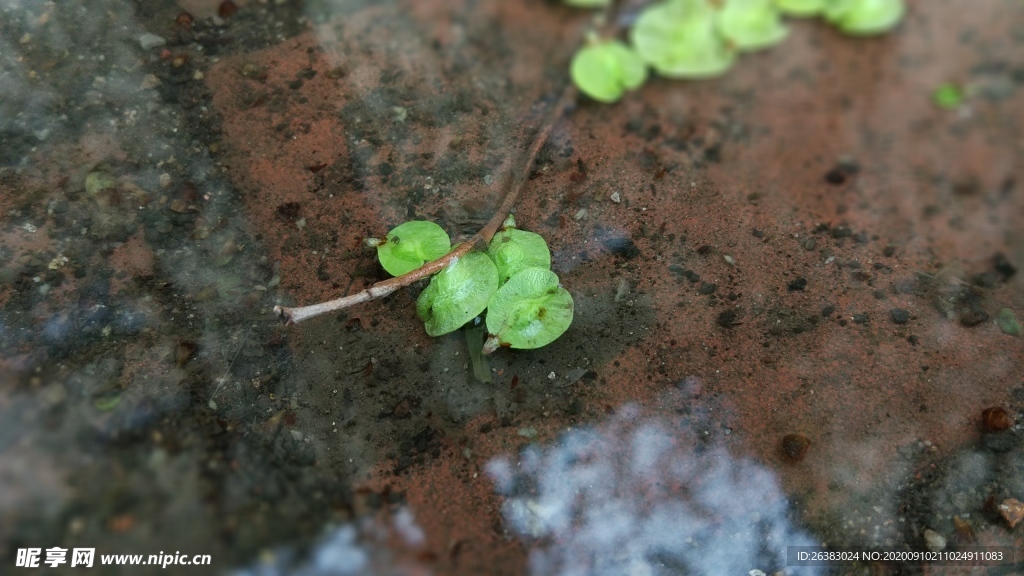 水叶