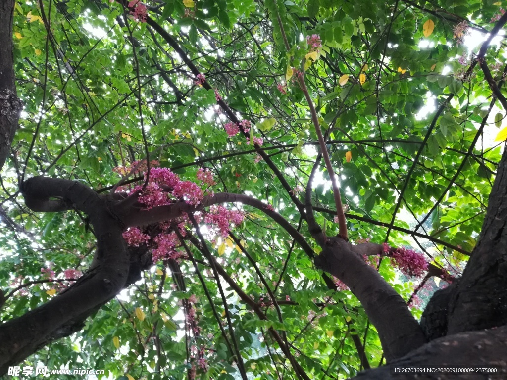 杨桃树小花